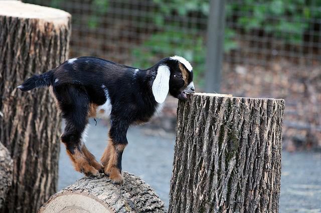 Abe, a goat at the Central Park Zoo, is not working the dump. But he is cute, eh?